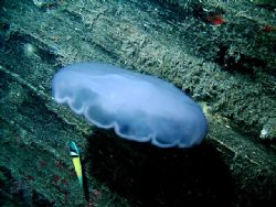 Jelly against backdrop of the speigle grove wreck. by Frank Catrini 